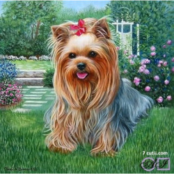 Goblen cu diamante -Catel yorkie - Archie