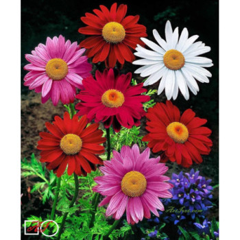 Goblen  de  diamante - Gerberi colorati