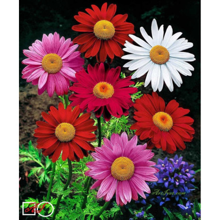 Goblen  de  diamante - Gerberi colorati